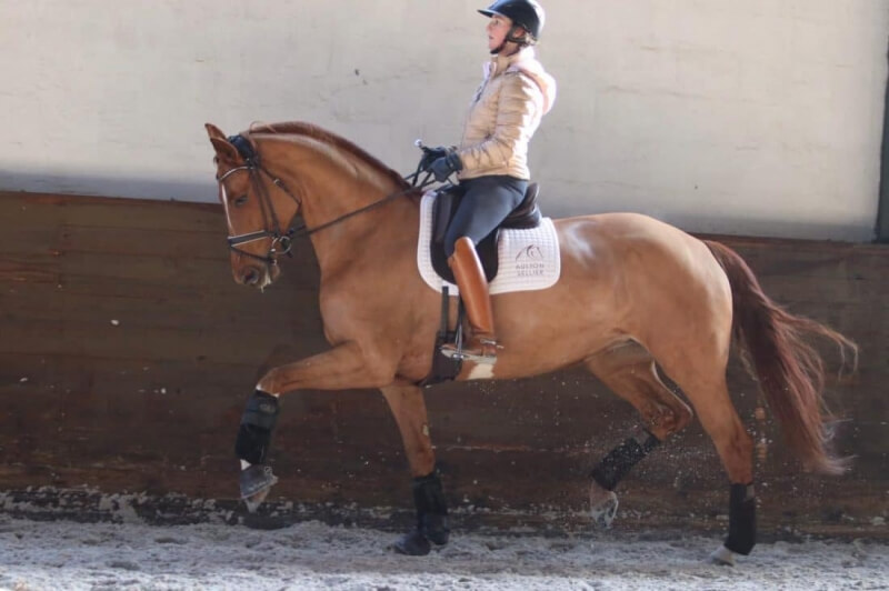 Dancing Highness JCD reçoit sa selle Aulion