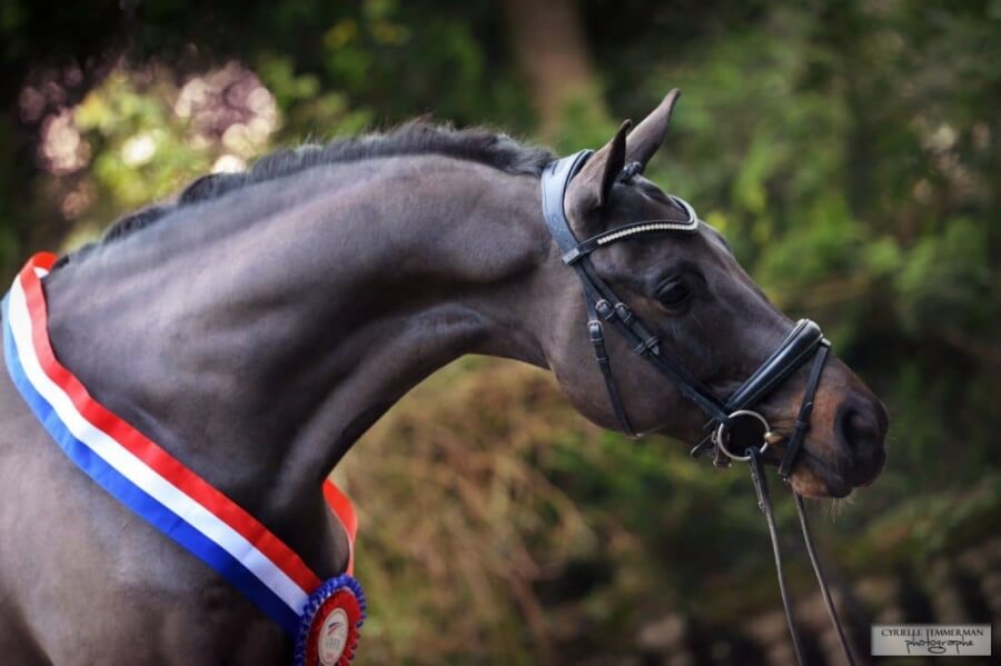 Une victoire internationale de plus pour Gotilas