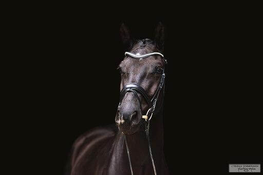 Technique Dressage : Détecter le potentiel d'un jeune cheval