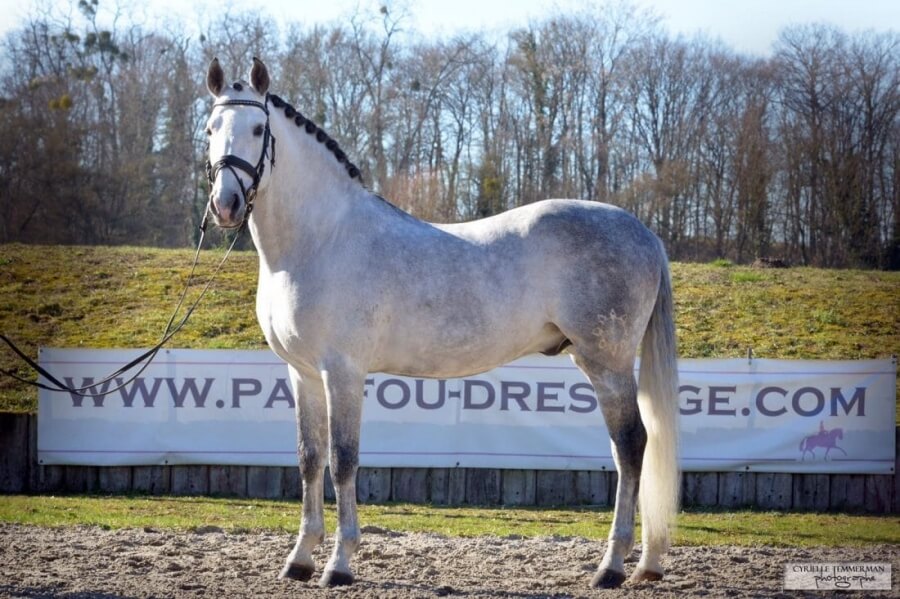 YAD Atlantico vendu en Angleterre