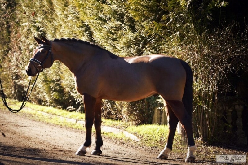 Herz du Lion change de propriétaire