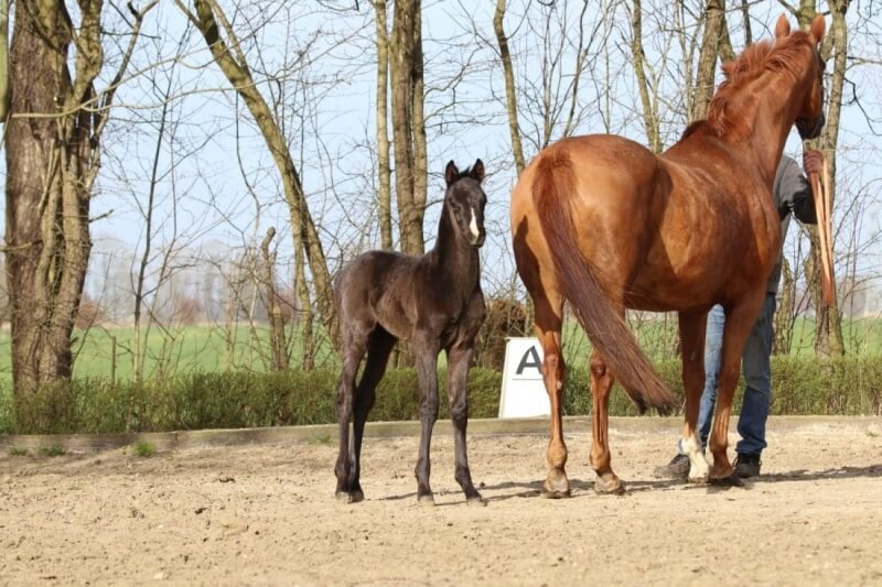 Foals de dressage à vendre