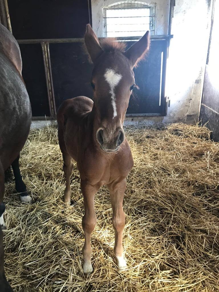Nouvelle pouliche pour Camille et Corentin