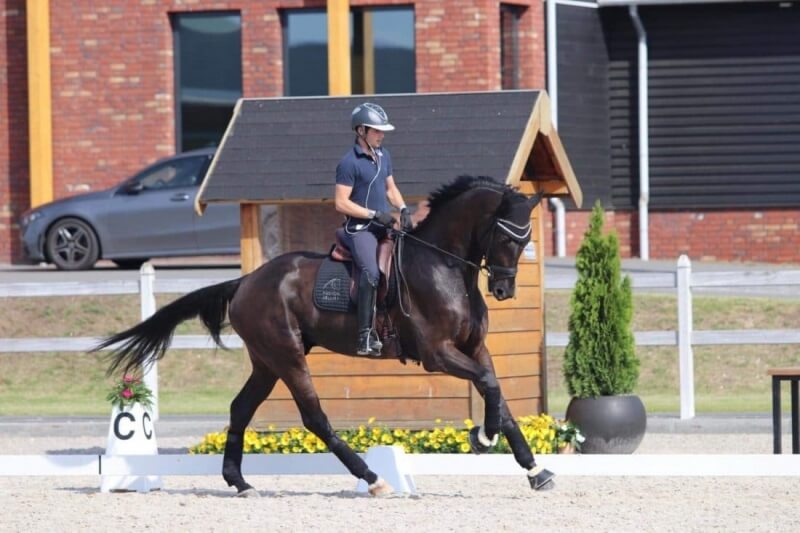 Technique Dressage : Gérer un cheval chaud