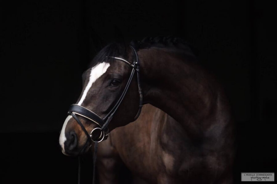 Show Dancer JCD et French Touch JCD vendus