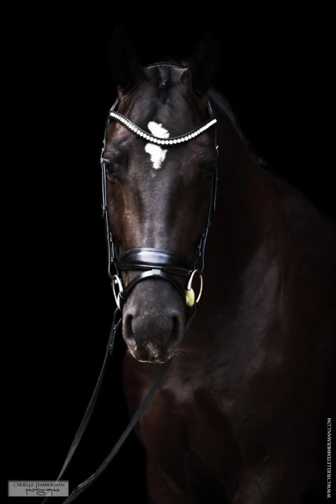 Pamfou Dressage anime un stage à Singapour