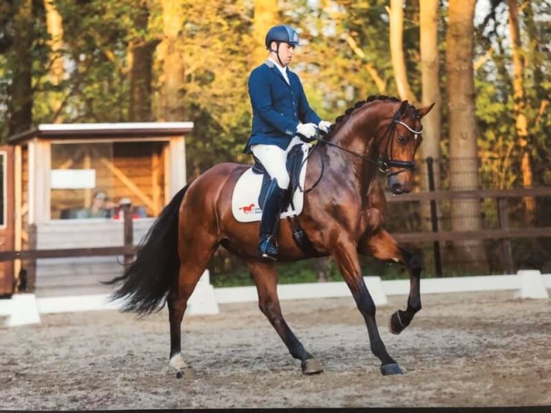 Vin Diesel, KWPN de 7 ans, s'est envolé vers les USA