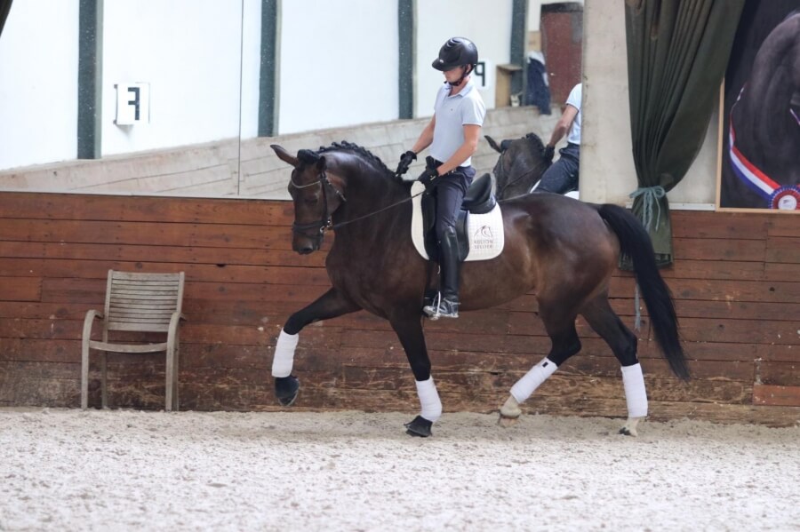 Technique Dressage : Monter un cheval pour la première fois