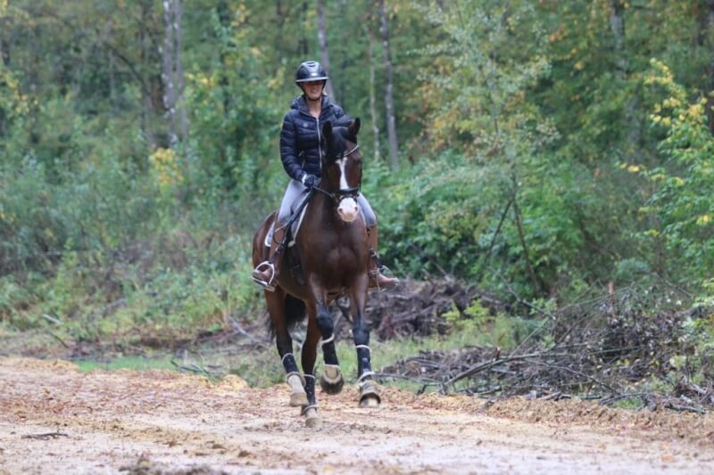 Technique Dressage : Variez les activités avec votre cheval