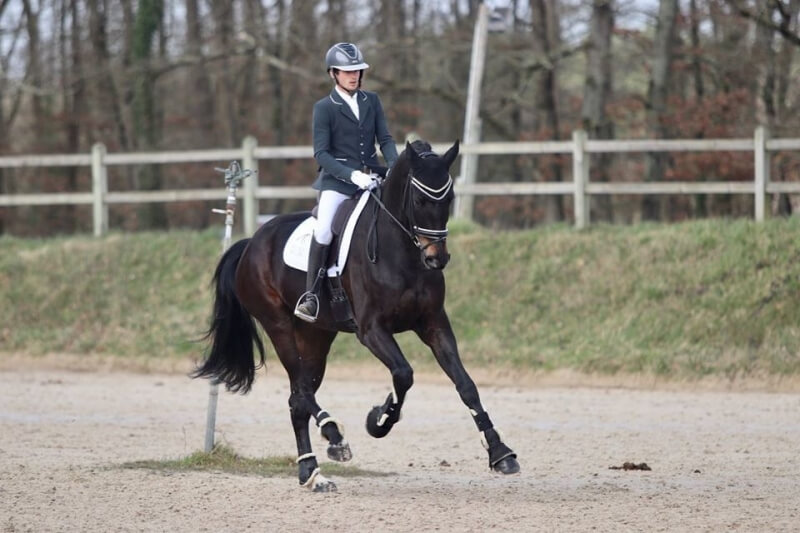 Technique Dressage : Le galop à faux, quand et comment ?