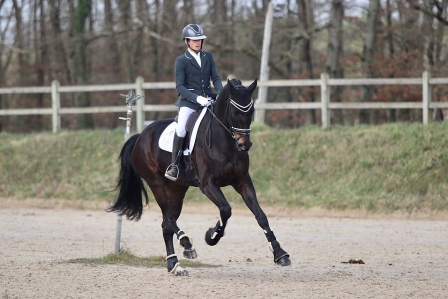 Technique Dressage : Le galop à faux, quand et comment ?