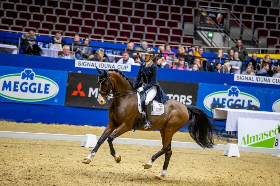 Gotilas et Duke of Swing engagés au CDI3* de Nice