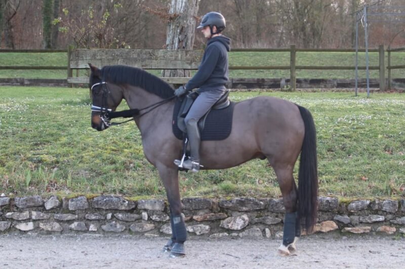 Technique Dressage : En avant pour un reculer dans l’impulsion
