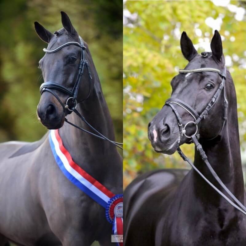 Le père de Gotilas fête ses 20 ans