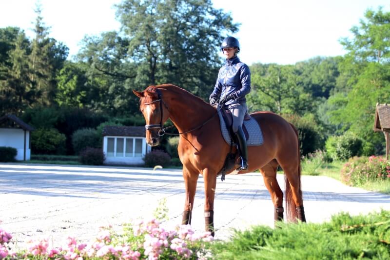 Technique Dressage : L'arrêt