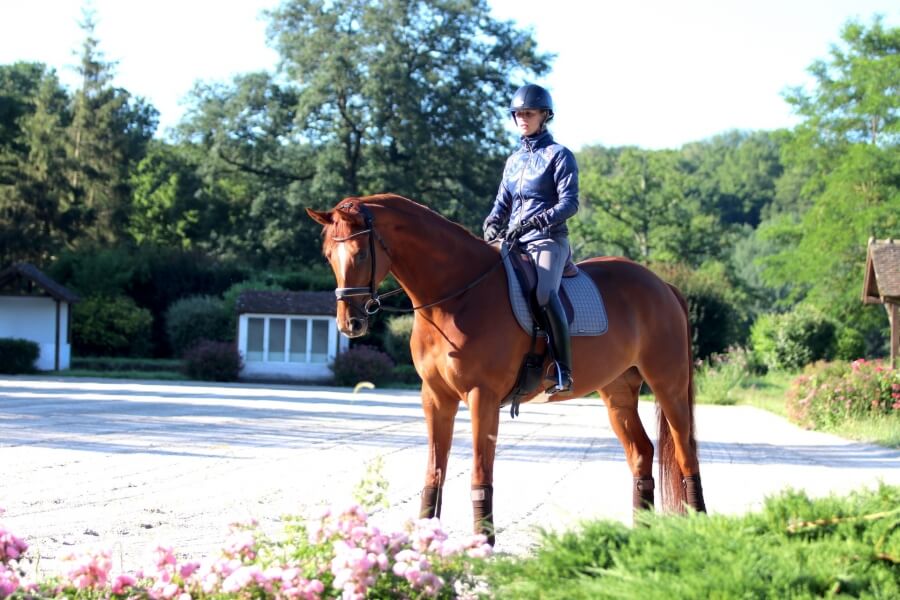 Technique Dressage : L'arrêt