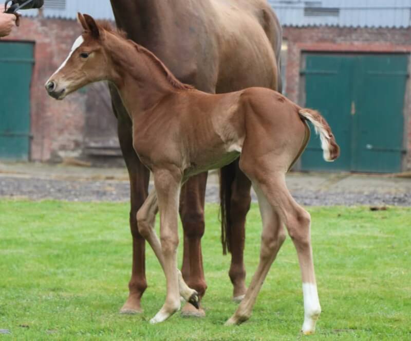 Dubstep JCD, la relève pour Camille et Corentin