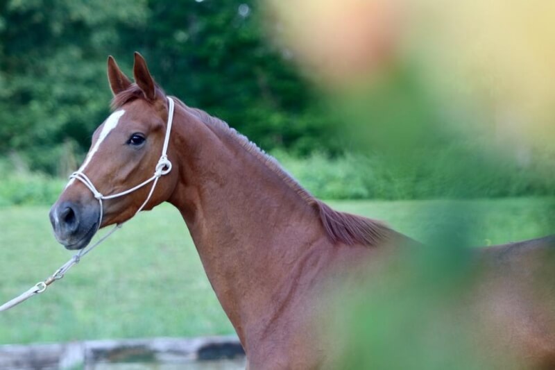 3 pouliches au débourrage avec Magda Pommier