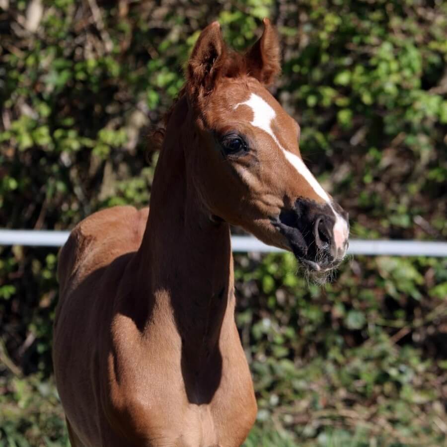 Achetez un poulain de dressage de l'année