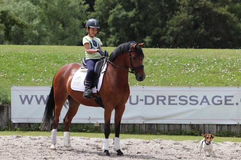 Dude vendu à un jeune cavalier de 9 ans