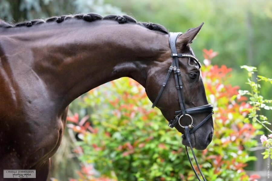 Trouver son cheval de dressage avec Pamfou Dressage