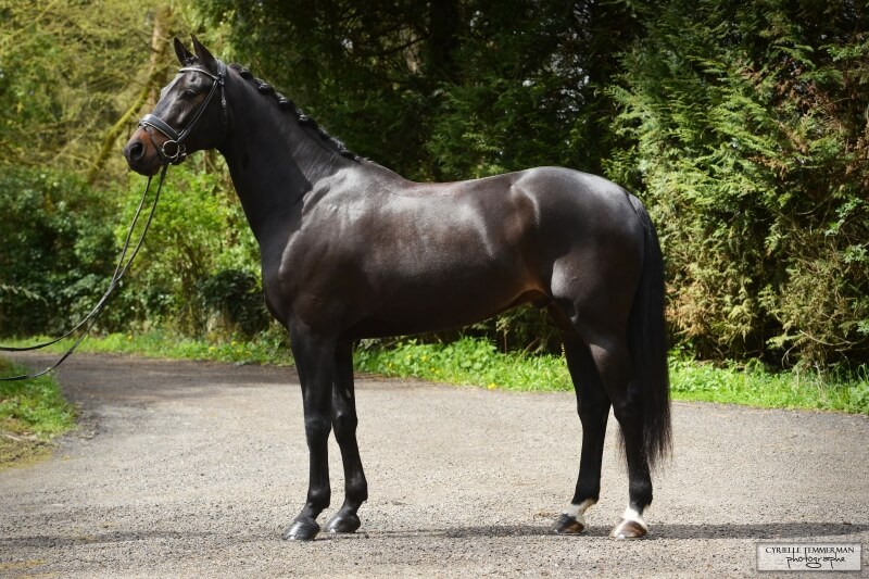 Gotilas toujours imbattable en Pro 1 au Mans