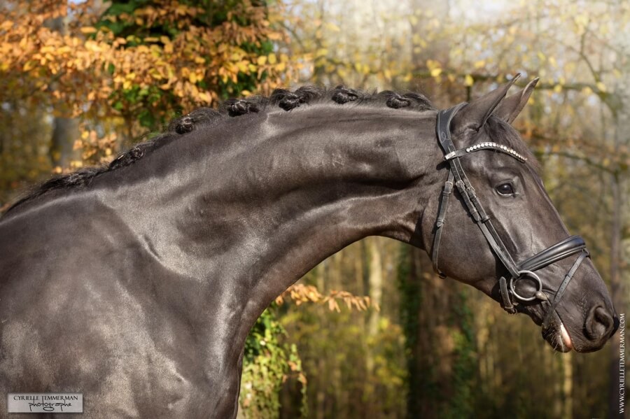 Achat d'un cheval de dressage : Quel est son potentiel ?