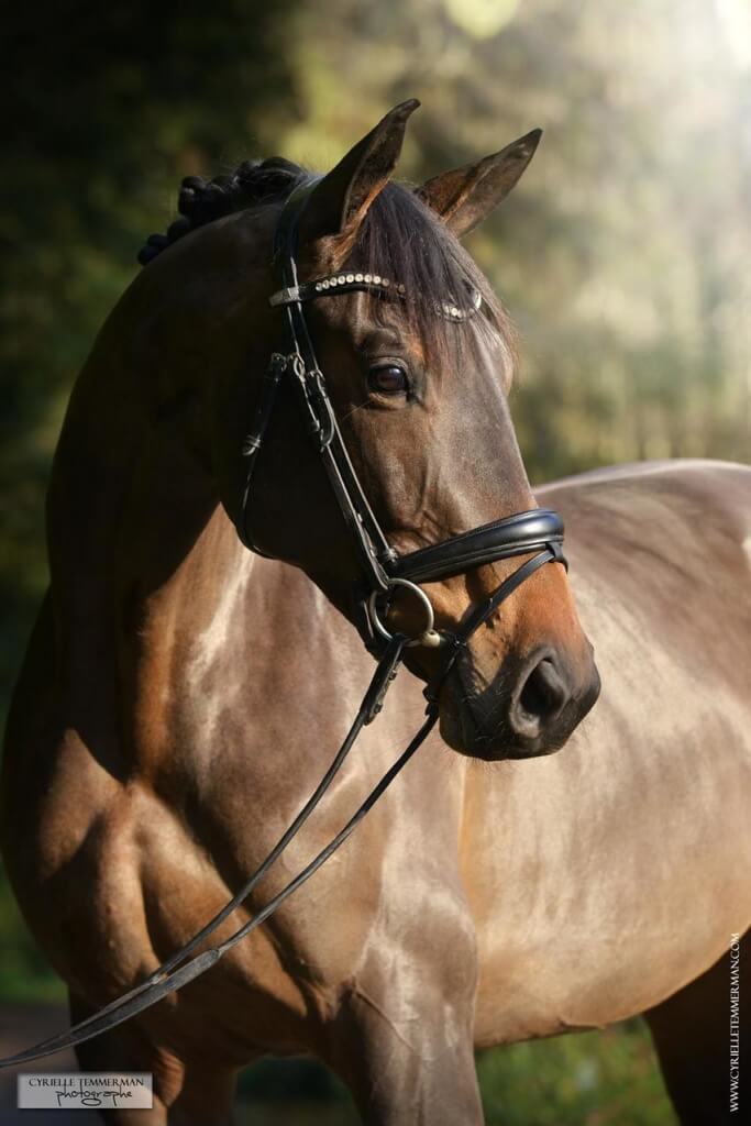 Achat d’un cheval de dressage : Quel est le juste prix ?