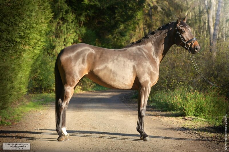 Remettre son cheval en route après le confinement