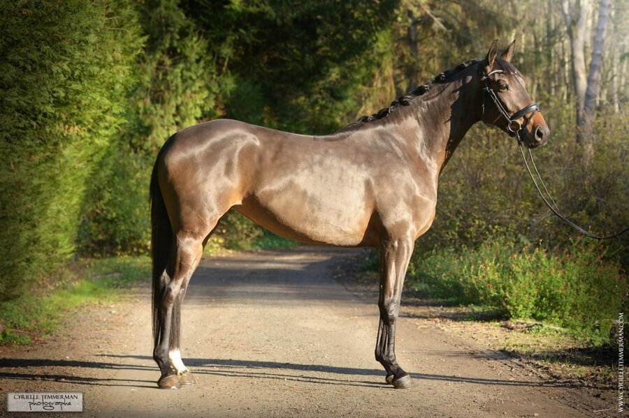 Remettre son cheval en route après le confinement