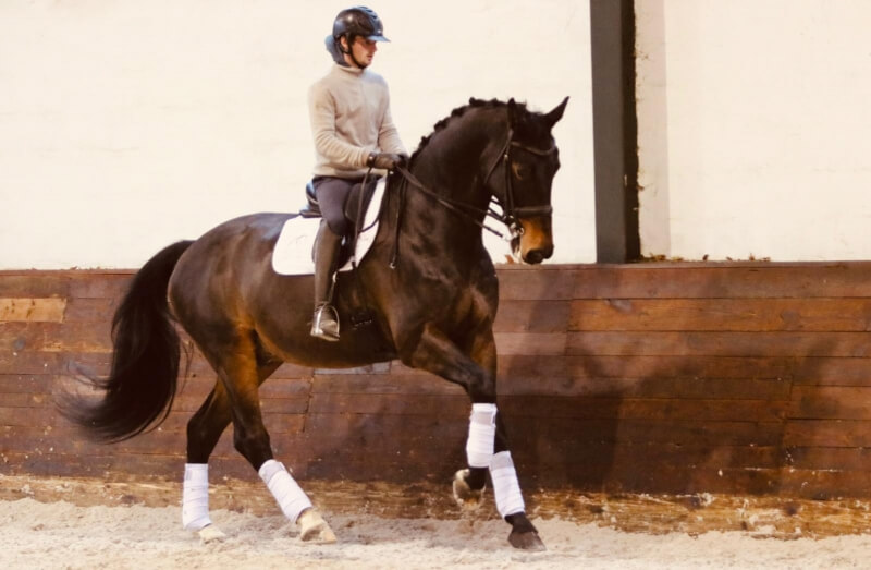 Technique Dressage : Gérer sa détente