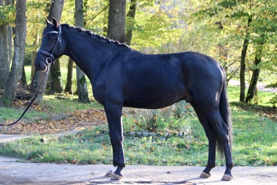Cicero vendu à Singapour, deux autres jeunes chevaux changent de propriétaire en France