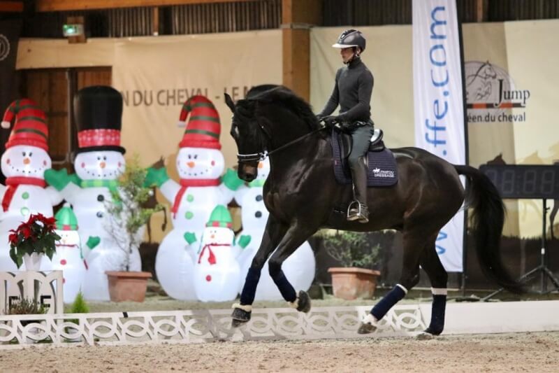 Achat d'un cheval de dressage : Quelle race choisir ?