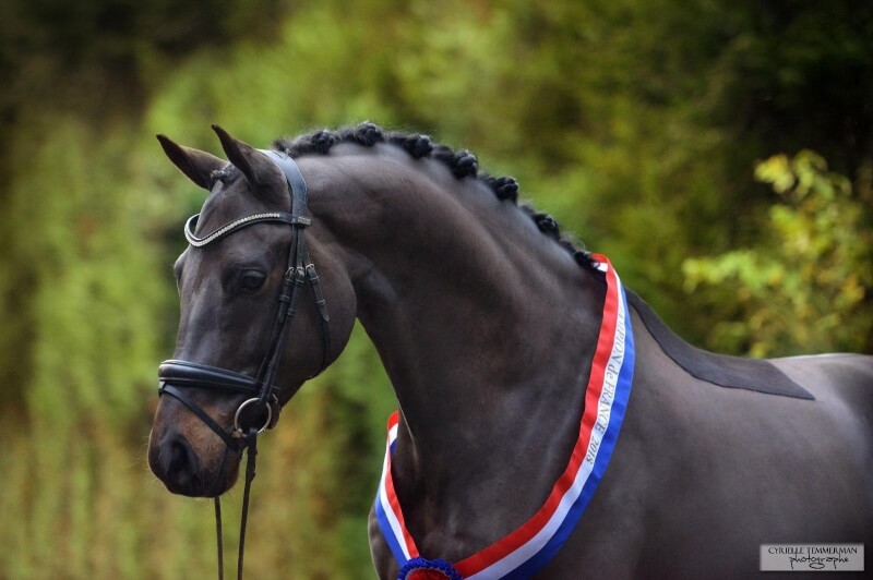 Technique Dressage : Réussir vos nattes cousues