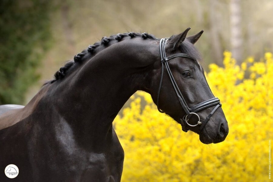 Deux chevaux vendus aux Etats-Unis et à Singapour