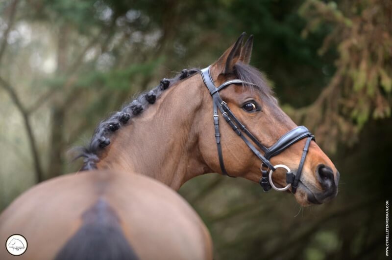 Kojak, Champion de France, vendu à Singapour