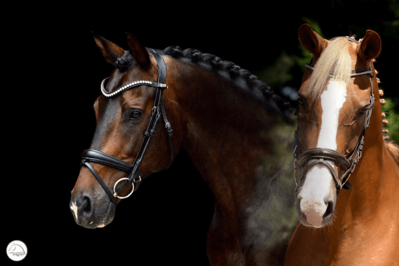Deux chevaux vendus aux Etats-Unis