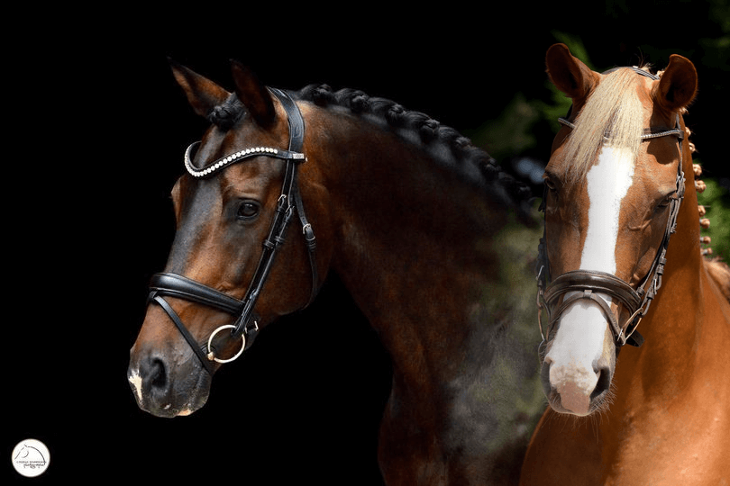 Deux chevaux vendus aux Etats-Unis