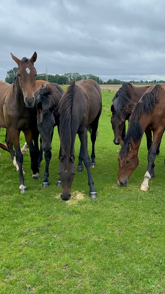 Visite à nos poulains en Allemagne