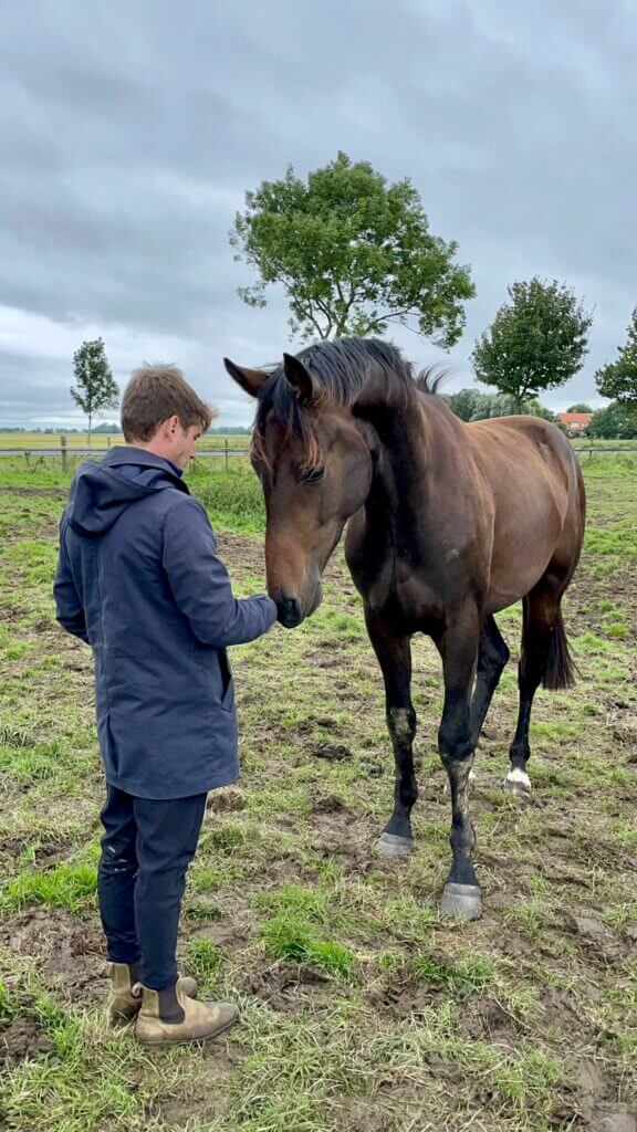 Hongre 2019 Blue Hors Emilio x Foundation x Plaisir d’amour