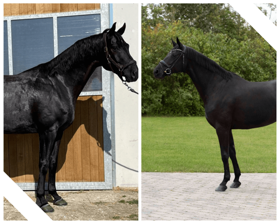 Deux chevaux s'envolent aux Etats-Unis