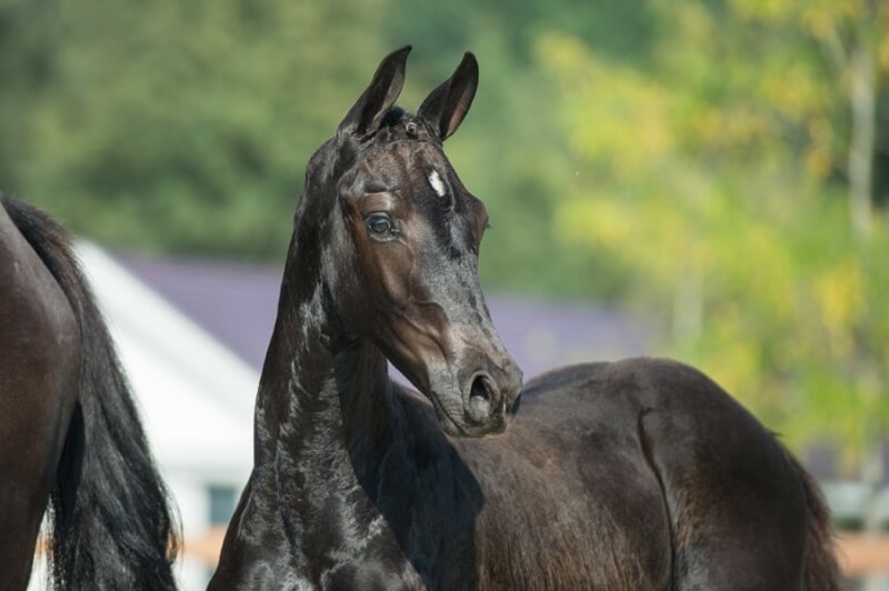 Achetez votre futur cheval de dressage