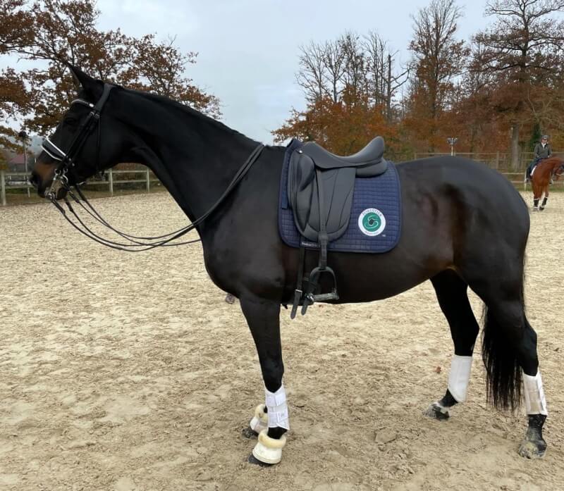 Winnimood Boderes vendue