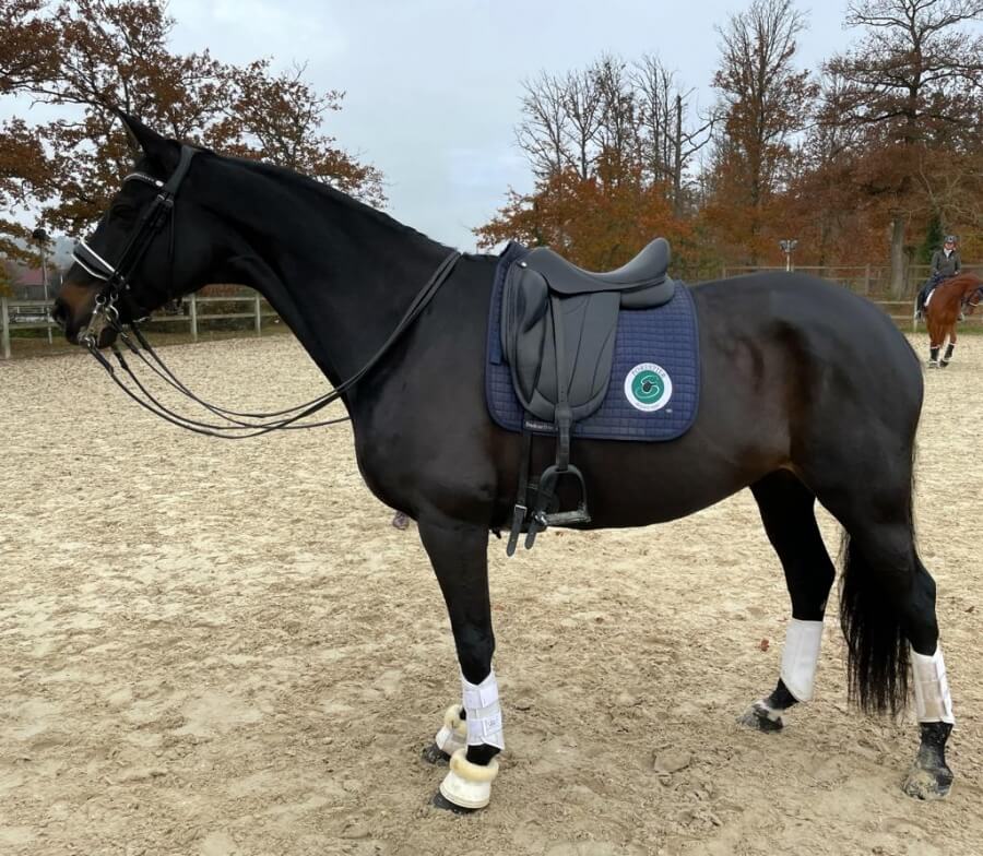 Winnimood Boderes vendue